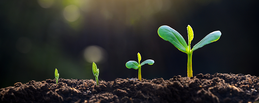 Tree saplings sprouting